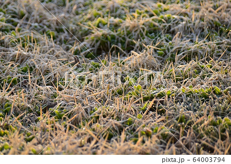 霜の降りた朝の草むら 霜の降りた朝の草むら 64003794