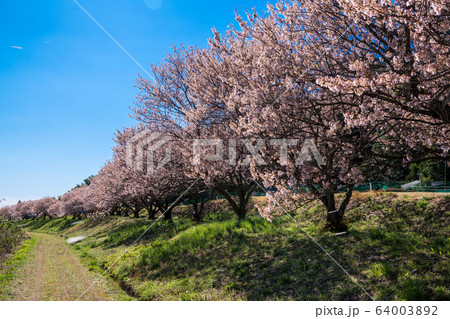 春めき桜 春めき桜 64003892