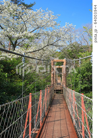 【静岡県】桜が満開の駿河平自然公園 64003944