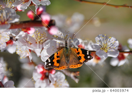 仙台農業園芸センター　梅花にとまり吸蜜する蝶　アカタテハ 64003974