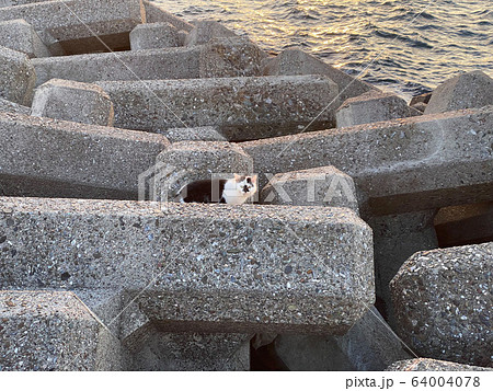 防波ブロックにに隠れる猫。 防波ブロックにに隠れる猫。 64004078