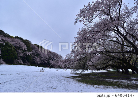 雪の砧公園の桜（2020年3月29日） 64004147