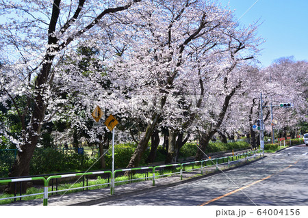 世田谷 砧公園横の美術館通りの桜並木の写真素材