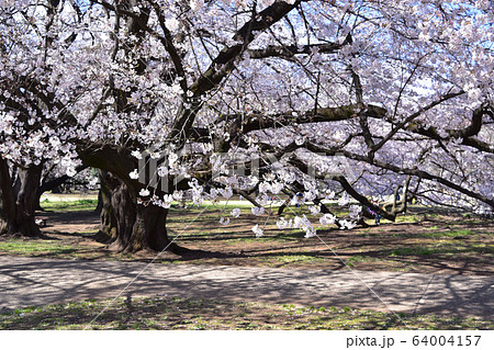 世田谷・砧公園の桜 64004157