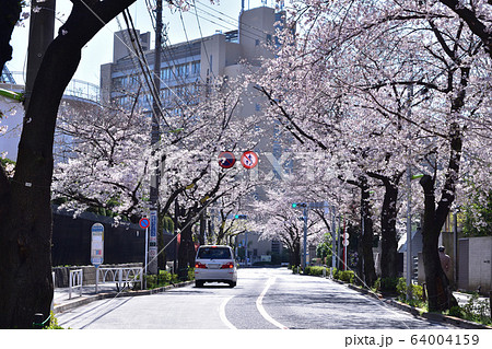 世田谷・桜丘中学のバス停と千歳通りの桜並木 世田谷・桜丘中学のバス停と千歳通りの桜並木 64004159