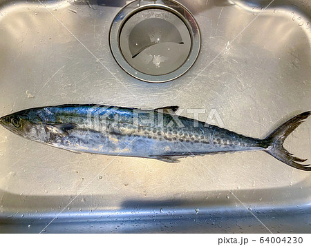 釣りたての鰆。 64004230