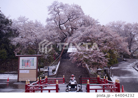 宇都宮市 慈光寺 赤門の桜と積雪 宇都宮市 慈光寺 赤門の桜と積雪 64004232