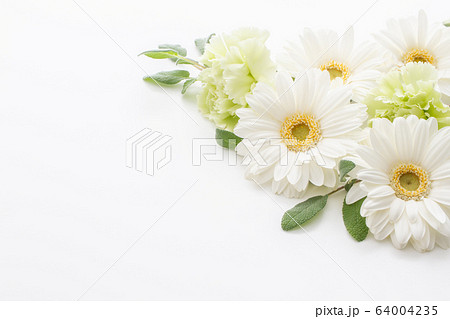 白いガーベラの招待状 白いガーベラの招待状 64004235