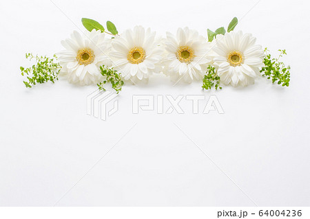 白いガーベラの招待状 64004236