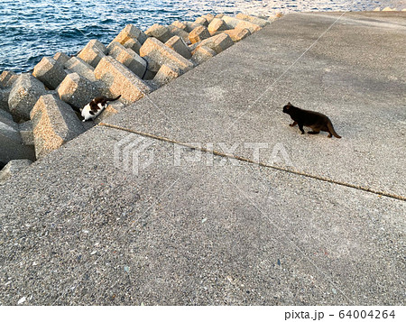 防波ブロックにに隠れようとする猫。 防波ブロックにに隠れようとする猫。 64004264