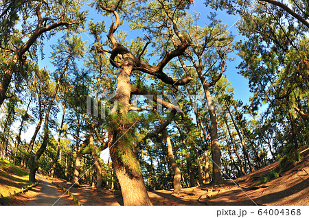 三保の松原 64004368