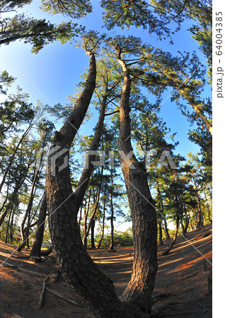 三保の松原 64004385