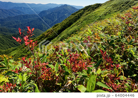 越後駒ヶ岳稜線の紅葉と荒沢岳の眺め 越後駒ヶ岳稜線の紅葉と荒沢岳の眺め 64004446