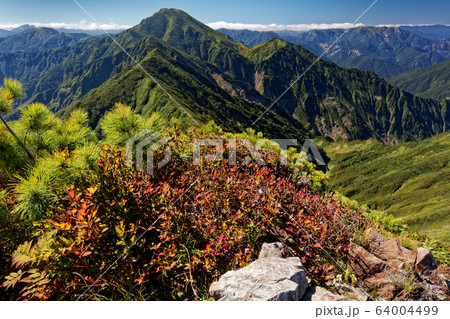 初秋の越後駒ヶ岳の紅葉と中ノ岳 64004499