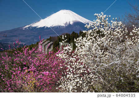 桃源郷と富士山 桃源郷と富士山 64004535