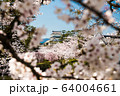 小田原城の桜 64004661