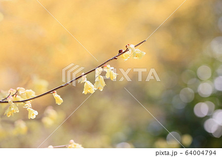 ヒュウガミズキの花 64004794