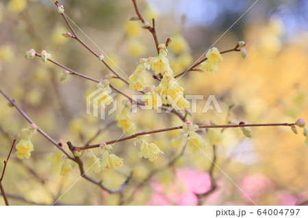 ヒュウガミズキの花 64004797