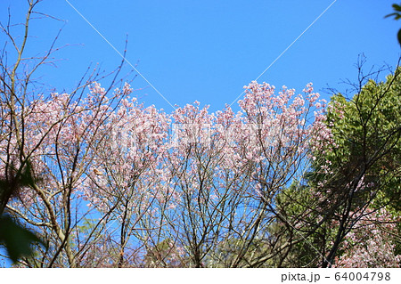 桜の花　エドヒガン 64004798