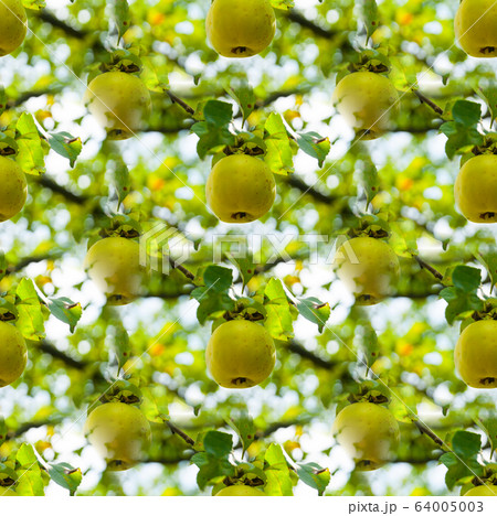 Textiles, wallpapers, packaging. Apple Orchard Textiles, wallpapers, packaging. Apple Orchard 64005003
