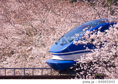 桜に囲まれて 64005043