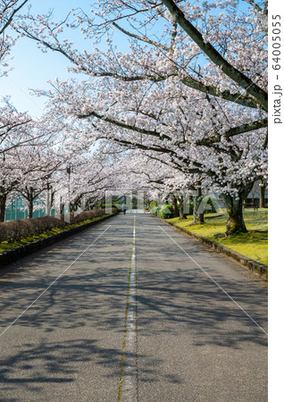 桜並木の道 粟津公園 石川県小松市 の写真素材