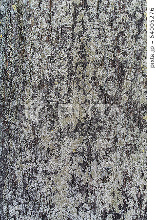 英国 コケ 木の幹の表面 英国 コケ 木の幹の表面 64005276