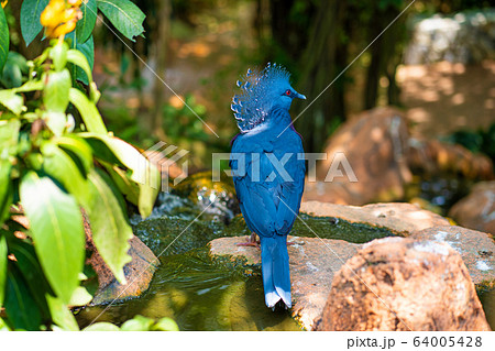 Unusual Crowned Pigeon in a green park. beauty of Unusual Crowned Pigeon in a green park. beauty of 64005428