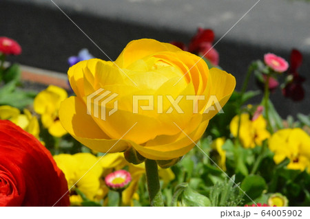 Persian buttercup Ranunculus 64005902