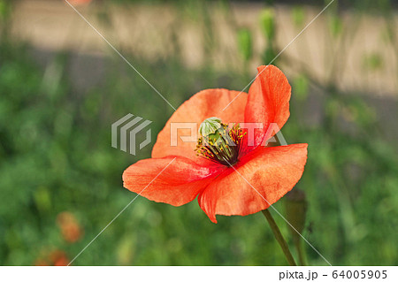 オレンジ色のナガミヒナゲシの花 64005905