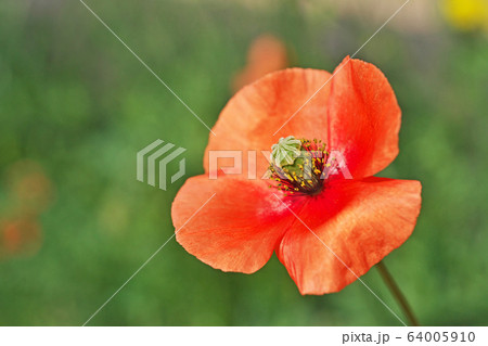 オレンジ色のナガミヒナゲシの花の写真素材