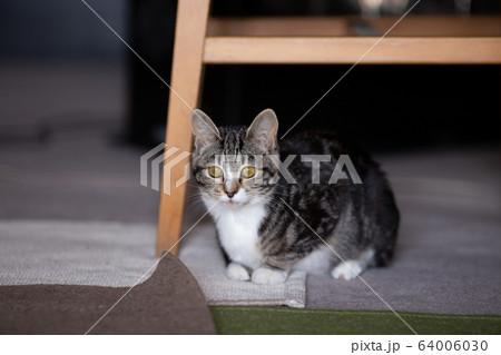 生後7ヶ月の子猫 生後7ヶ月の子猫 64006030