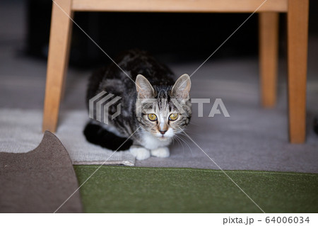 生後7ヶ月の子猫 生後7ヶ月の子猫 64006034