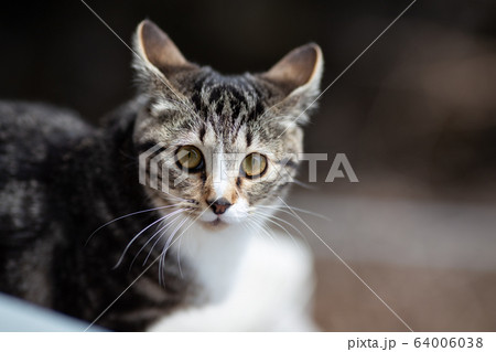 生後7ヶ月の子猫 64006038