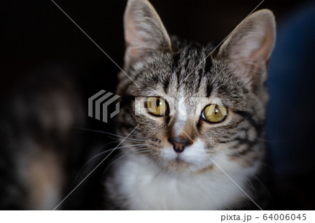 生後7ヶ月の子猫 64006045
