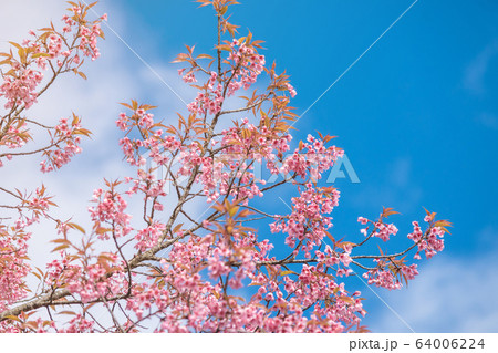 Pink blossoms on the branch with blue sky during spring blooming,.Branch with pink sakura blossoms, Chiang Mai, Thailand.Blooming cherry tree branches against a cloudy blue sky Himalayan blossom Pink blossoms on the branch with blue sky during spring blooming,.Branch with pink sakura blossoms, Chiang Mai, Thailand.Blooming cherry tree branches against a cloudy blue sky Himalayan blossom 64006224