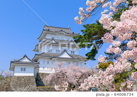 神奈川_桜と小田原城天守 64006734