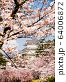 小田原城と桜 64006872