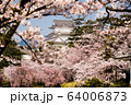 小田原城と桜 64006873