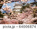 小田原城と桜 64006874