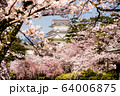 小田原城と桜 64006875