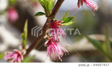 桃の花 64007457