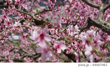桃の花 64007461