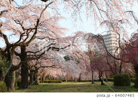 仙台市榴ヶ岡公園の桜 仙台市榴ヶ岡公園の桜 64007465