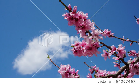 桃の花 桃の花 64007467