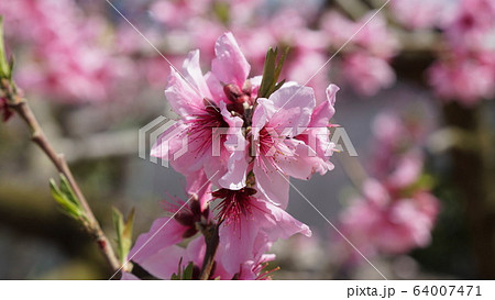 桃の花 桃の花 64007471