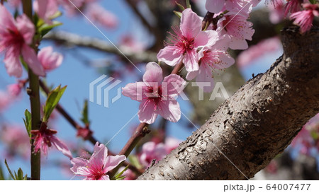 桃の花 64007477
