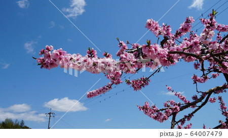 桃の花 桃の花 64007479