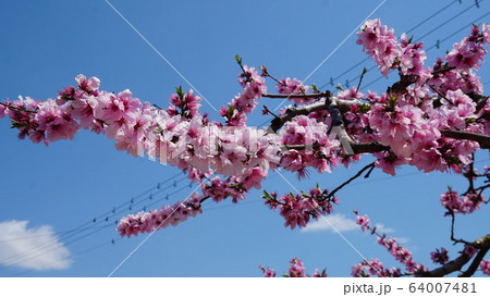 桃の花 64007481