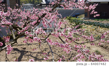 桃の花 64007482